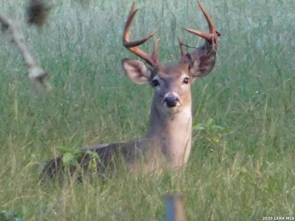 1892 N Thunder Creek Road Utopia TX 78884