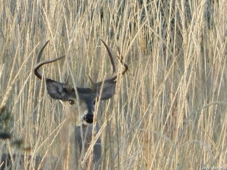 1892 N Thunder Creek Road Utopia TX 78884