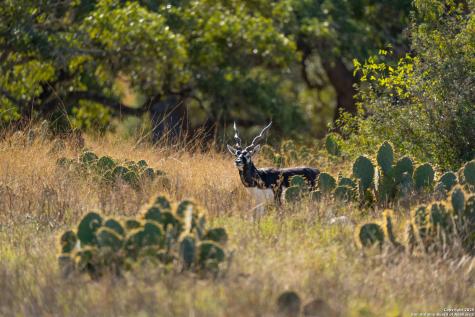000 Cattlemans Crossing Drive Kerrville TX 78028