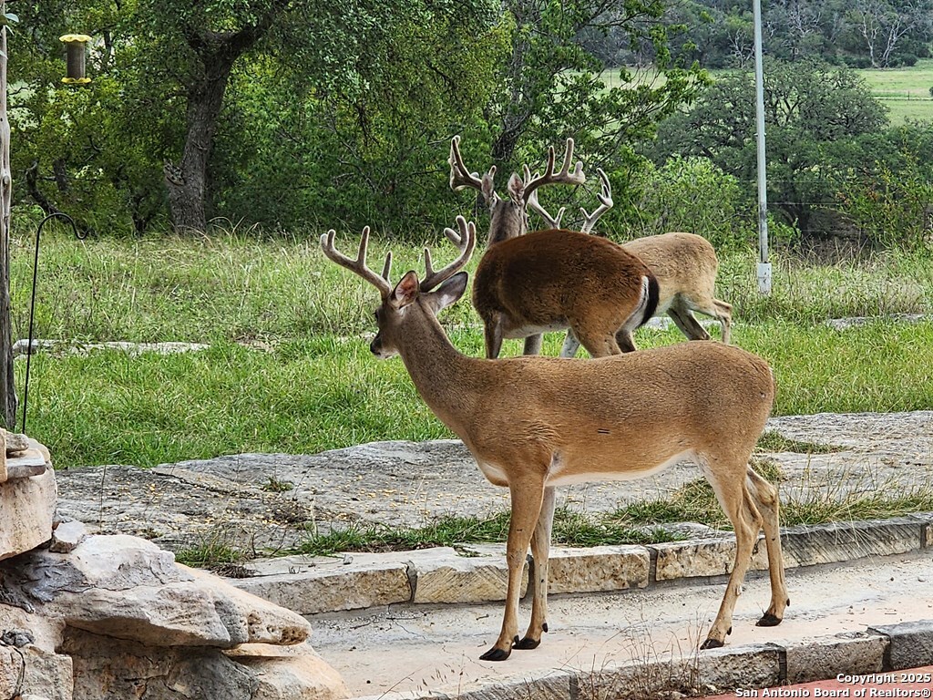 2320 Fiedler Road Harper TX 78028