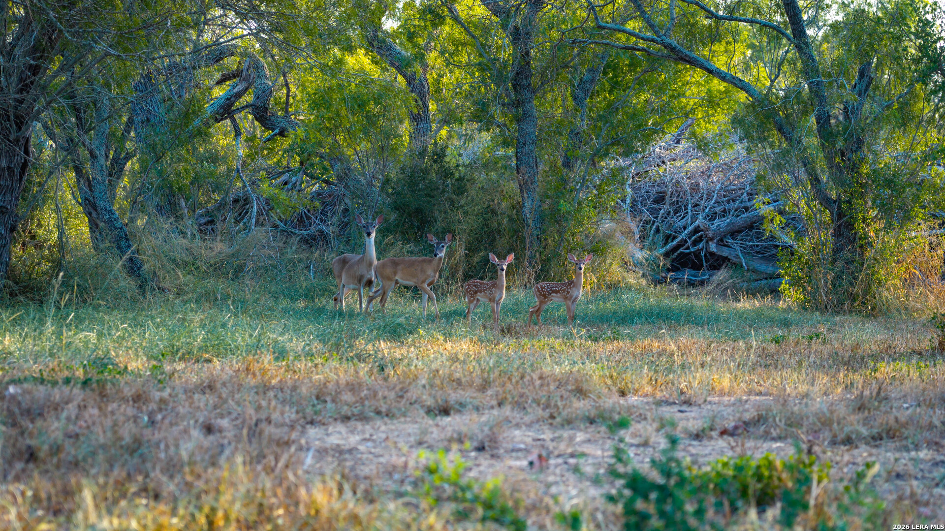 106 County Road 253 Poth TX 78147