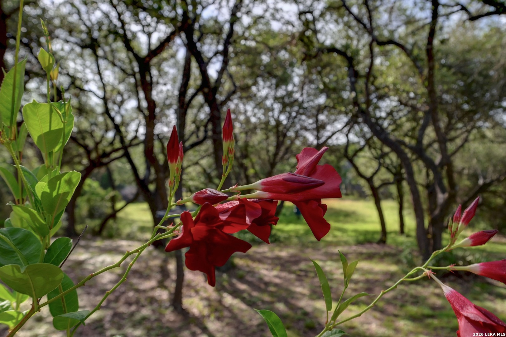 7810 Covey Roost Boerne TX 78015