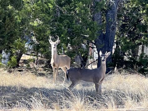 Lot 44 Pr 1508 Bandera TX 78003