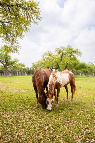 376 San Marcos New Braunfels TX 78132