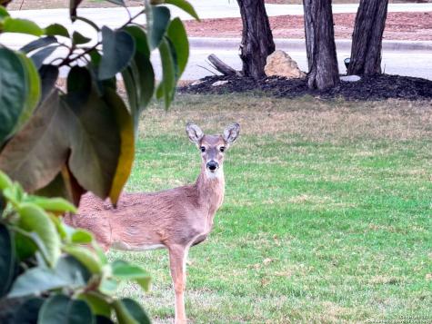 10811 Zedernholz Run New Braunfels TX 78132