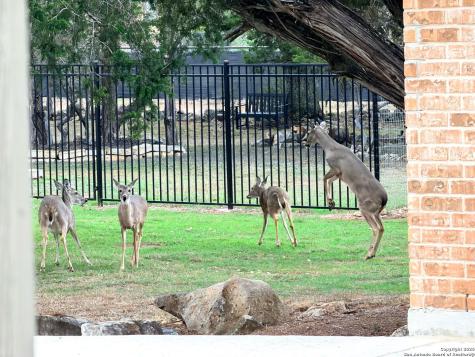 10811 Zedernholz Run New Braunfels TX 78132