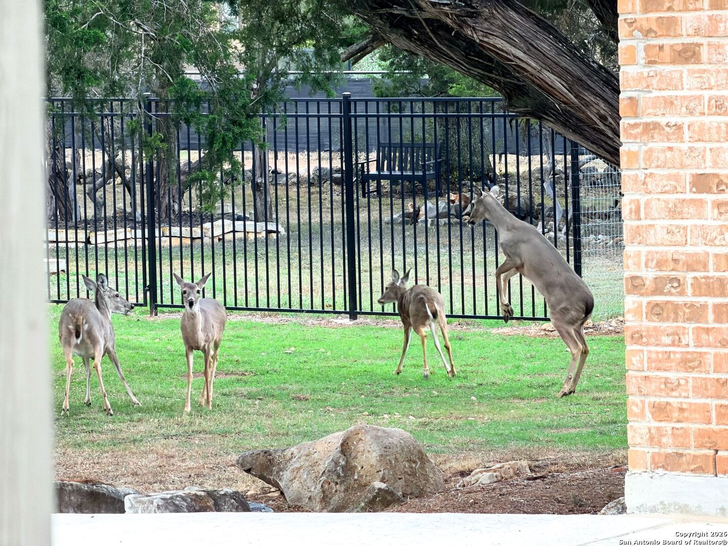 10811 Zedernholz Run New Braunfels TX 78132