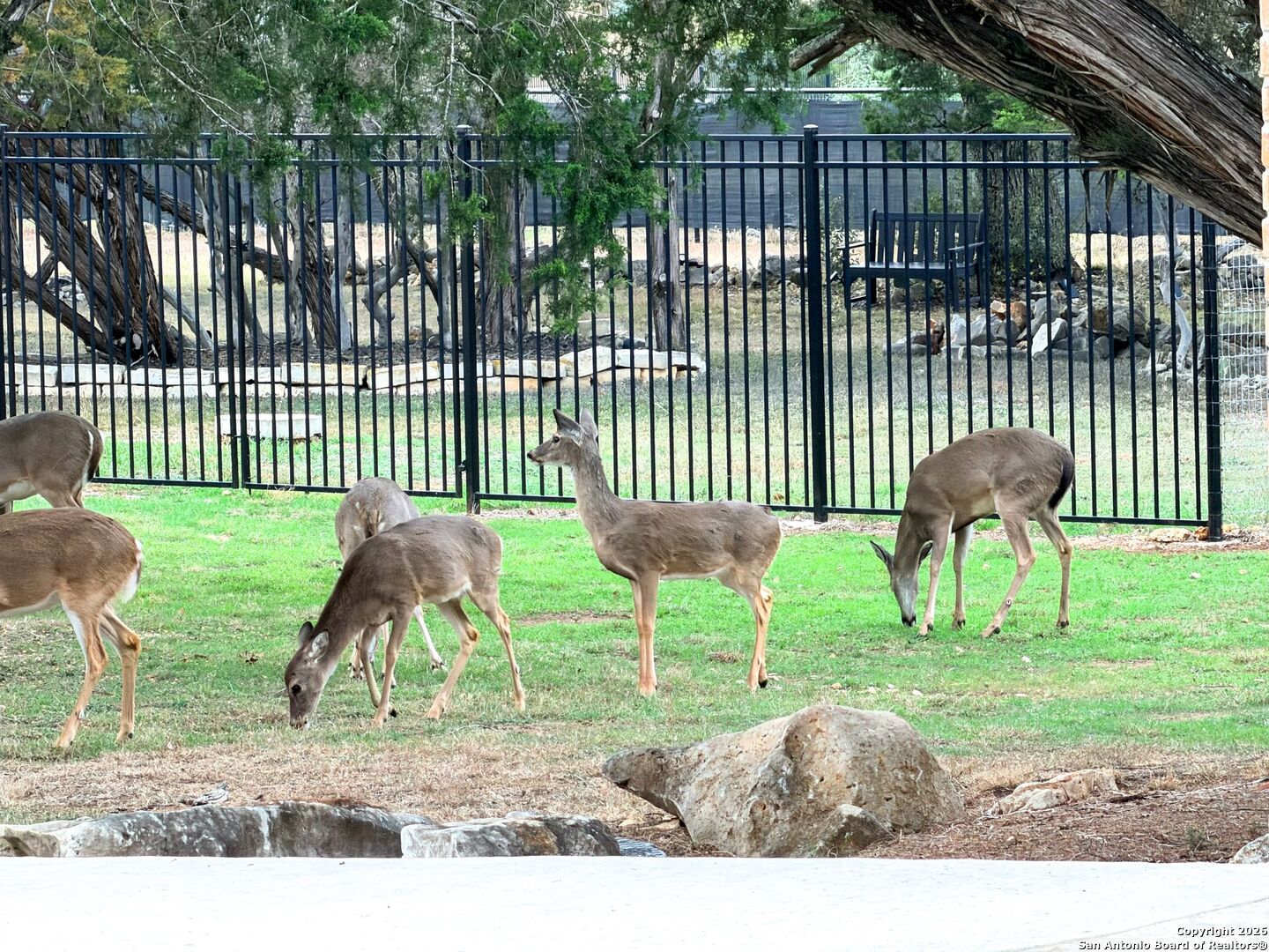 10811 Zedernholz Run New Braunfels TX 78132