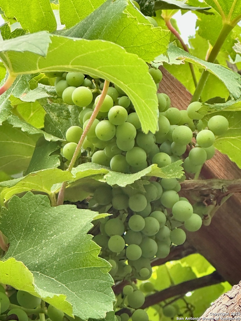 131 Bess Street Boerne TX 78006