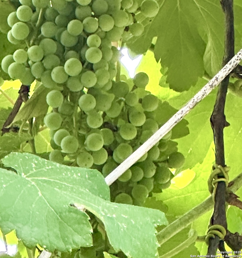 131 Bess Street Boerne TX 78006