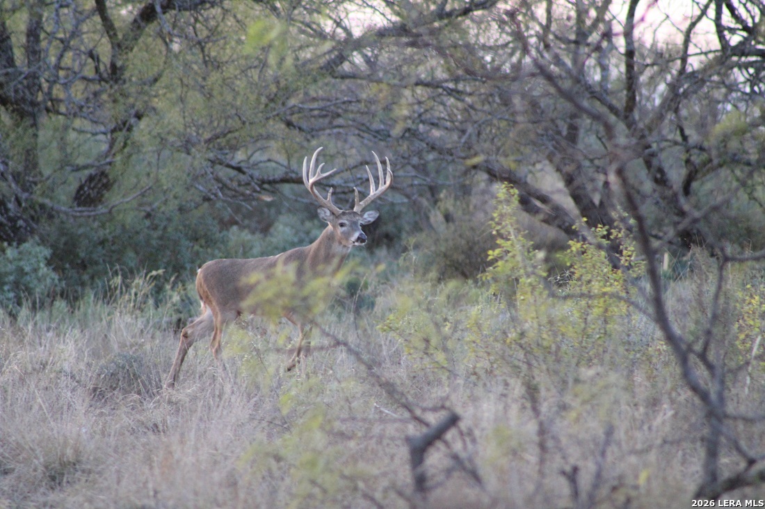 115 Open Country Brady TX 76825