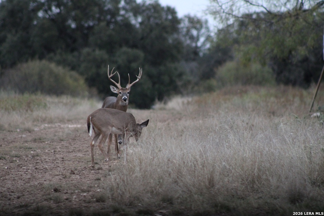 115 Open Country Brady TX 76825