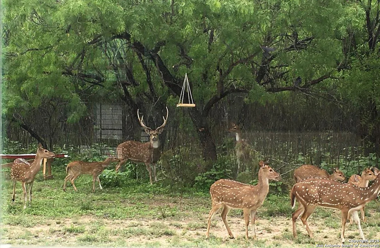 79 Live Oak Brackettville TX 78832