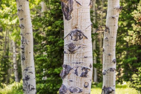 325 White Pine Canyon Road Park City UT 84060