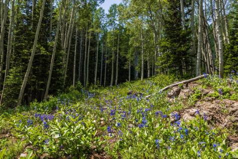 325 White Pine Canyon Road Park City UT 84060