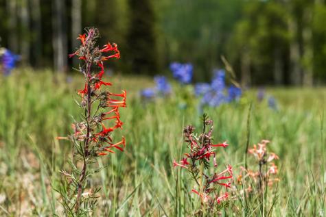 325 White Pine Canyon Road Park City UT 84060