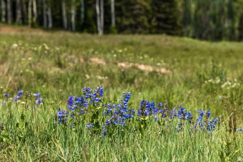 325 White Pine Canyon Road Park City UT 84060
