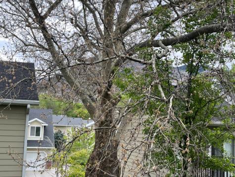 1672 S Canyonwoods E Ogden UT 84404