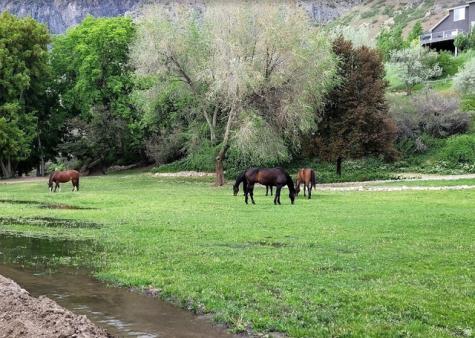 711 E 400 N Springville UT 84663