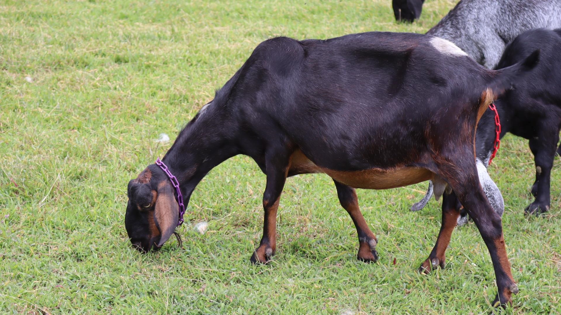 1247 Cannady School Road SE Floyd VA 24091