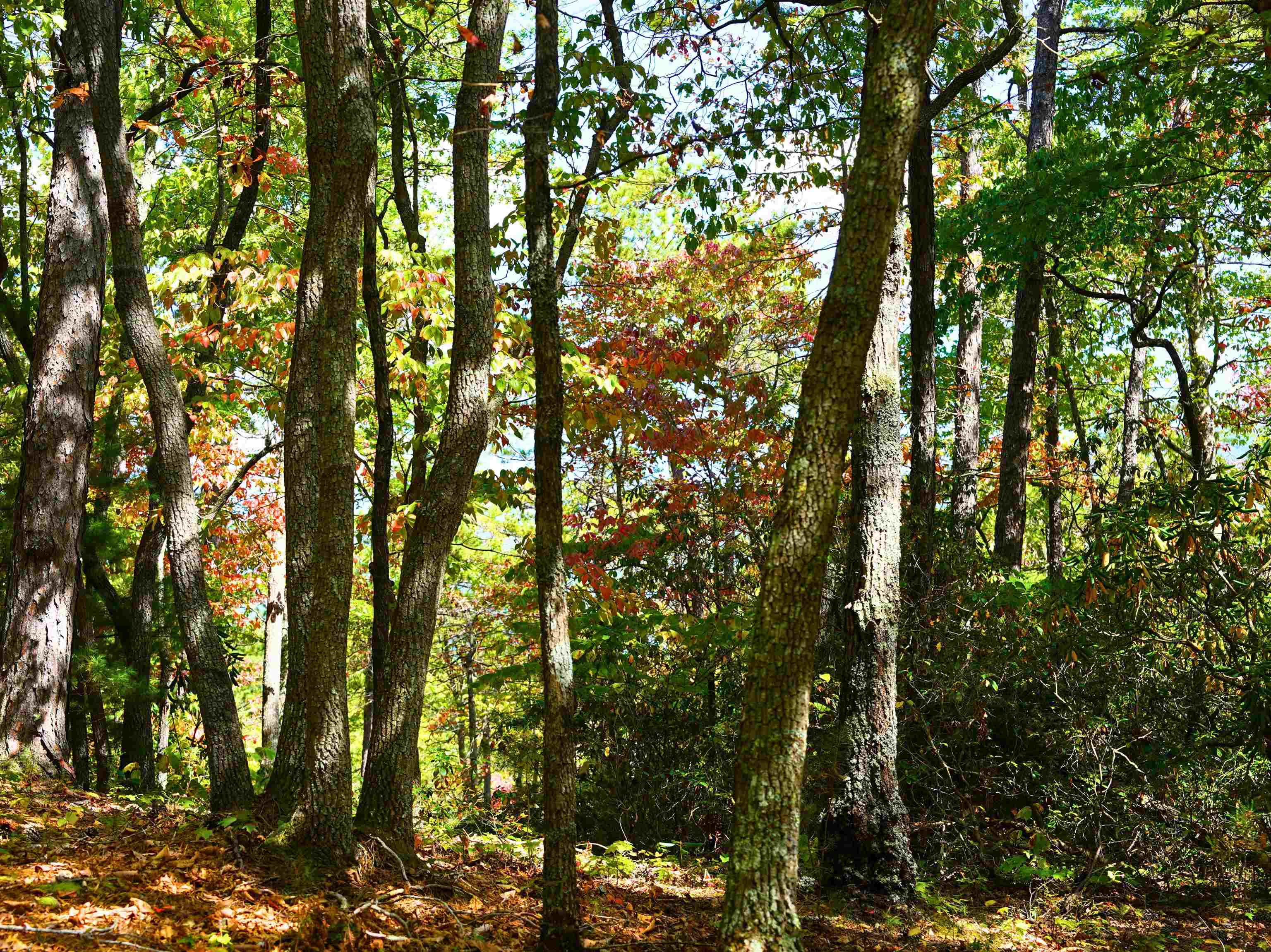 Tbd Dry Gulch Road Wytheville VA 24382