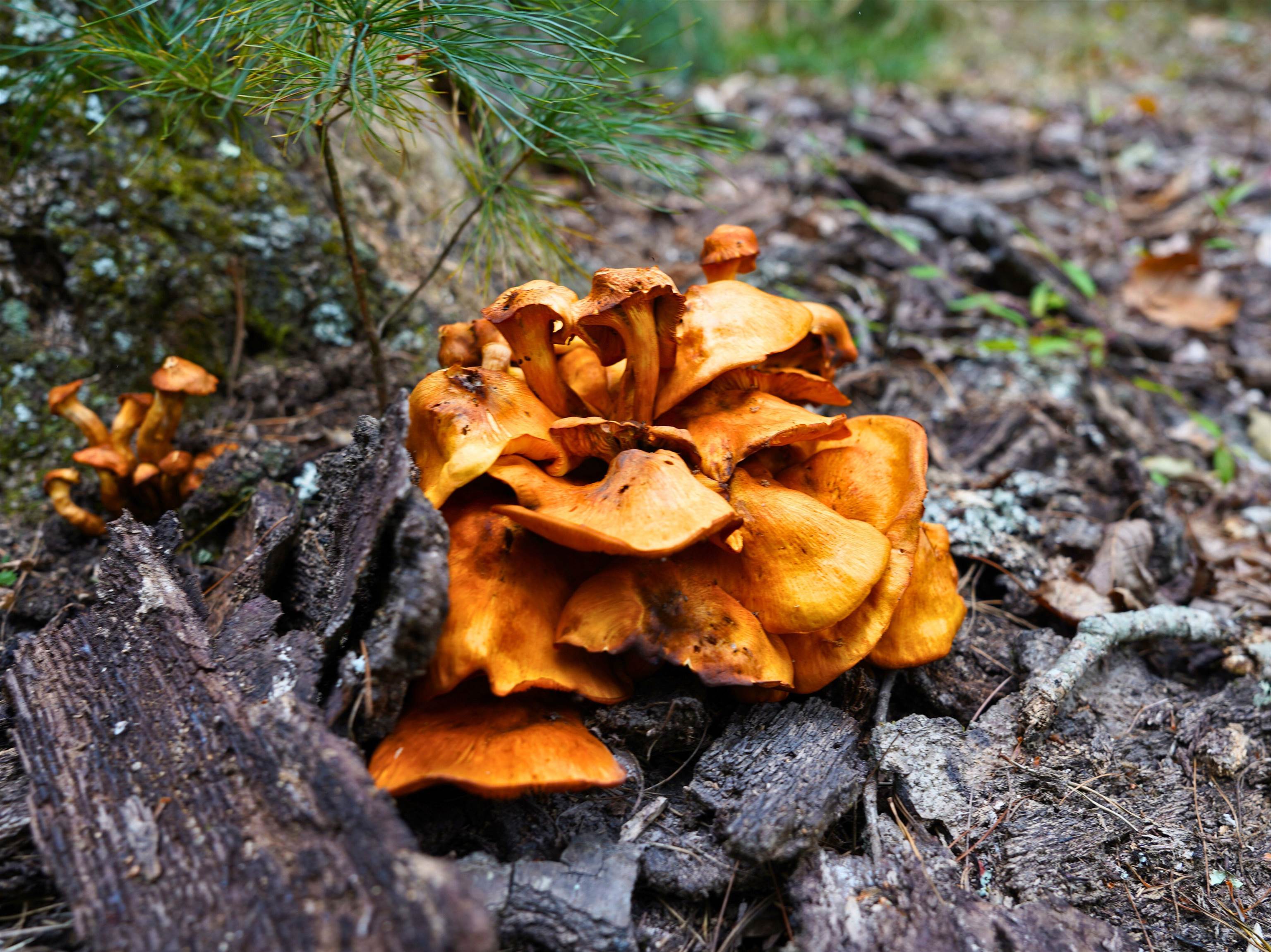 Tbd Dry Gulch Road Wytheville VA 24382