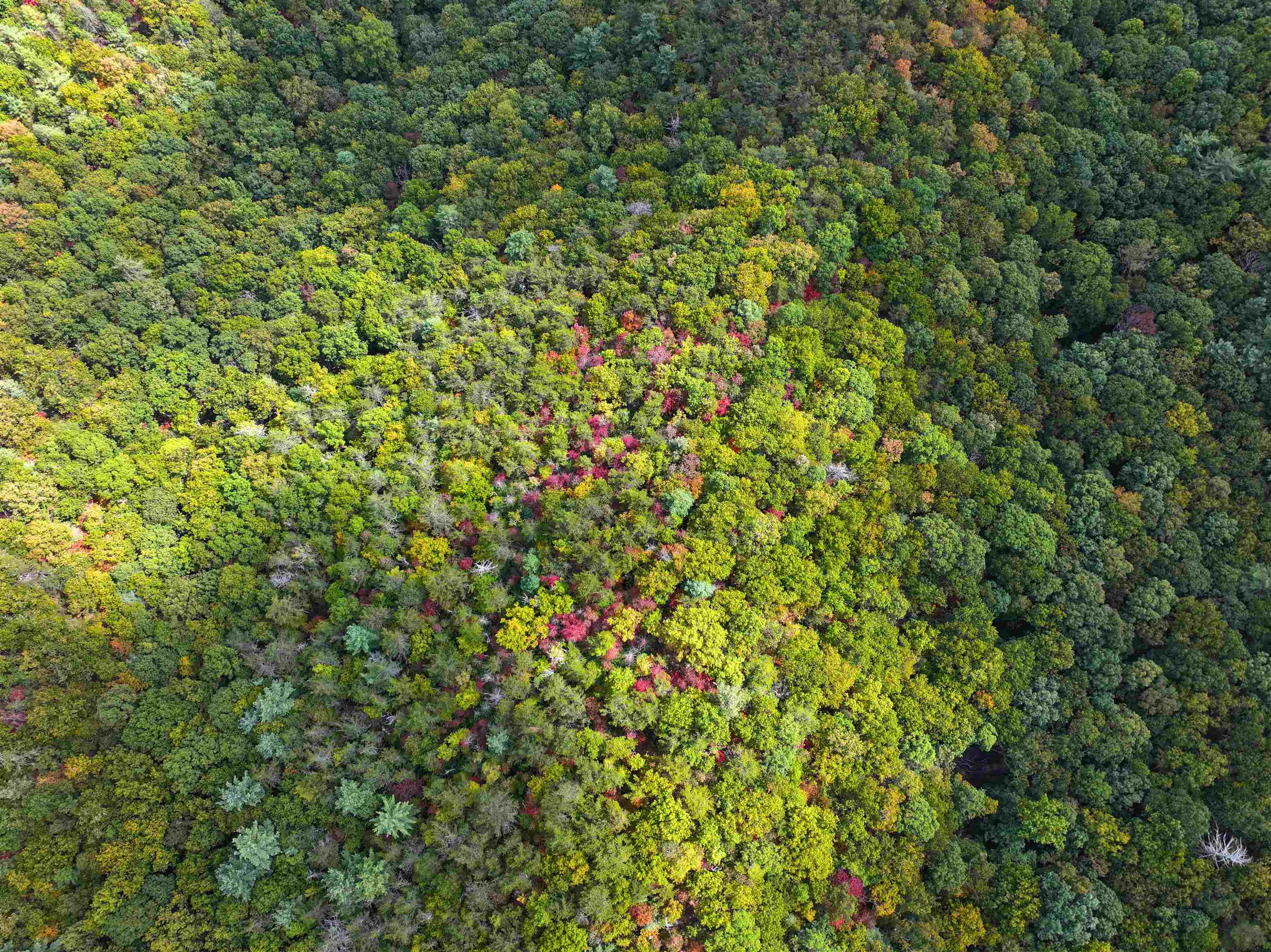 Tbd Dry Gulch Road Wytheville VA 24382