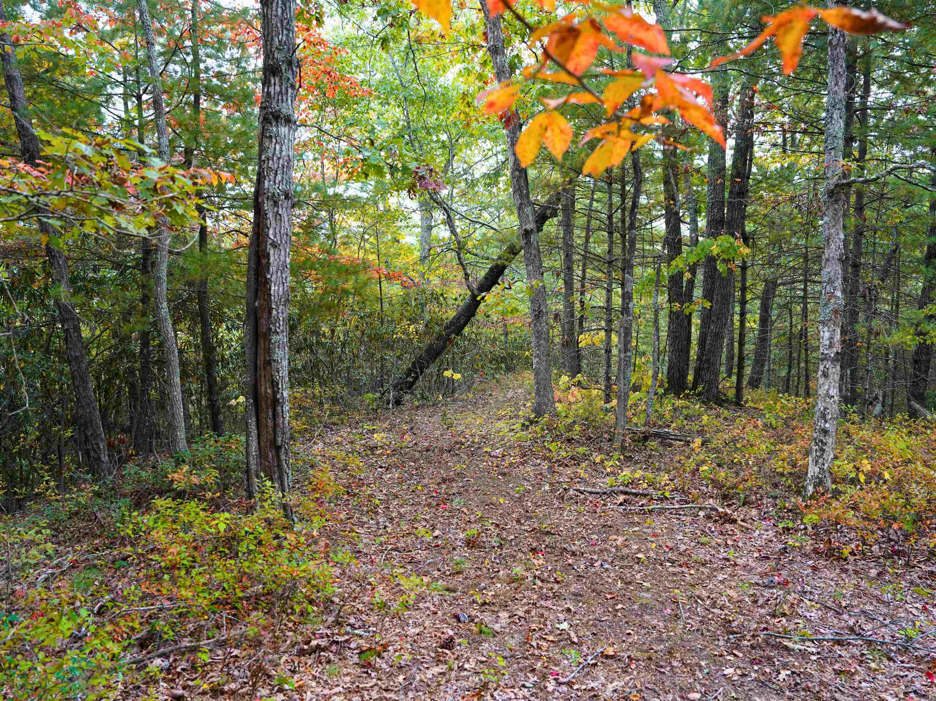 Tbd Dry Gulch Road Wytheville VA 24382