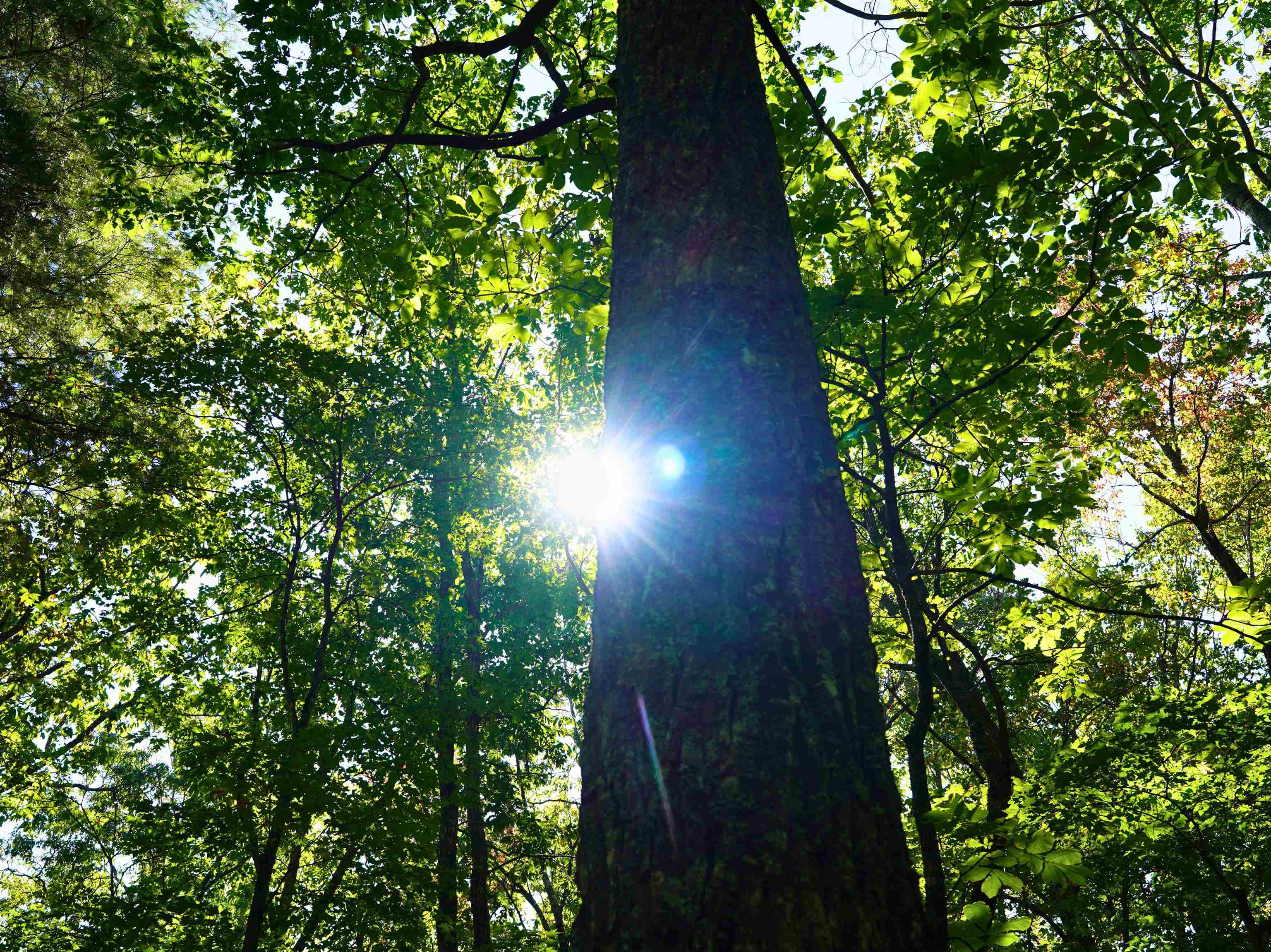 Tbd Dry Gulch Road Wytheville VA 24382