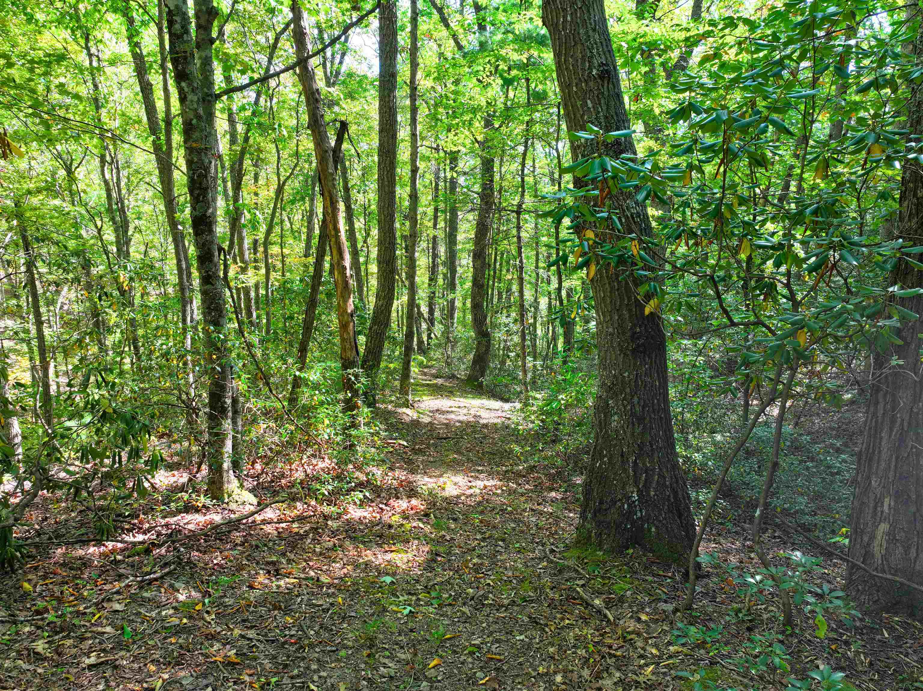 Tbd Dry Gulch Road Wytheville VA 24382