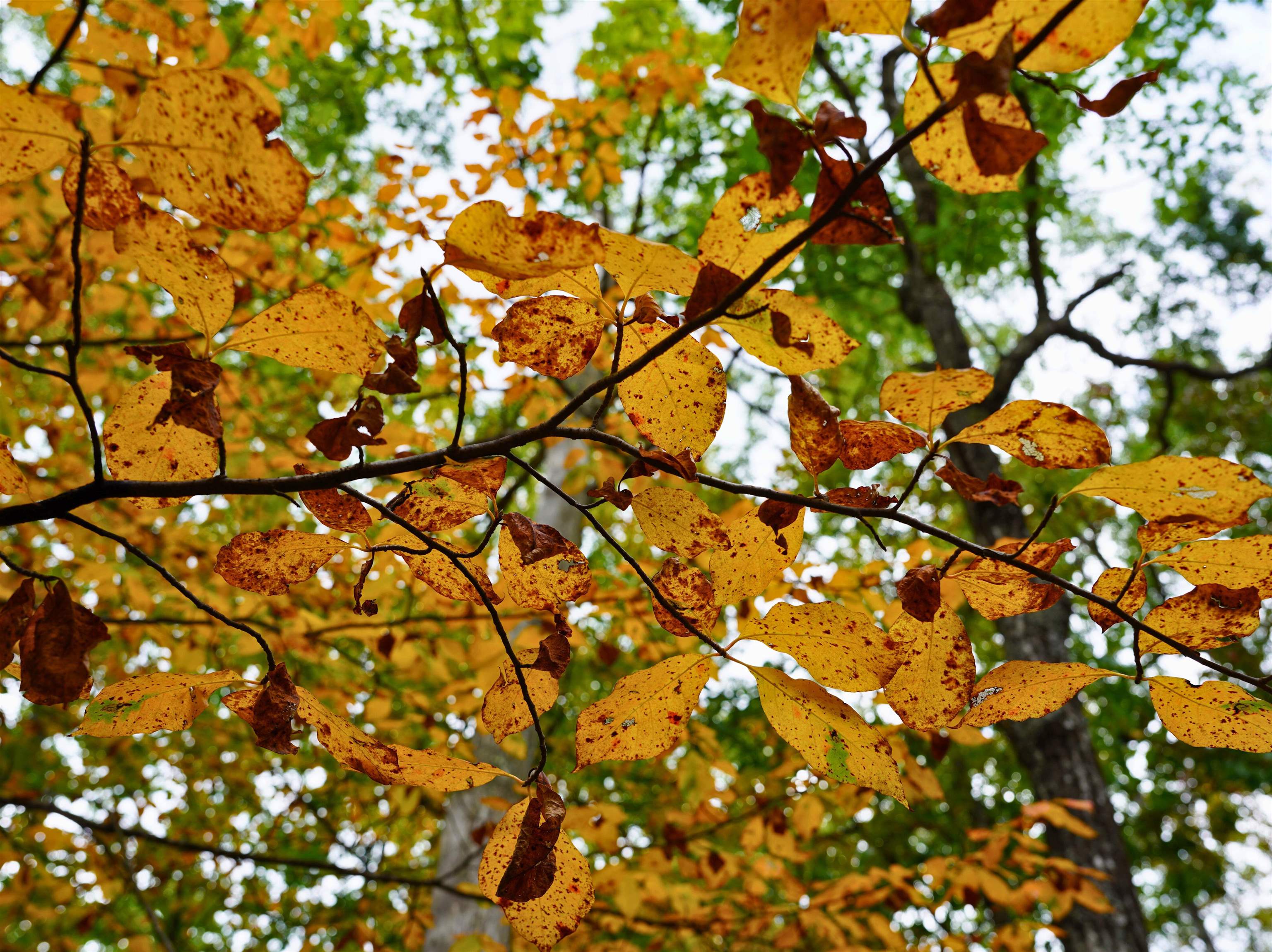 Tbd Dry Gulch Road Wytheville VA 24382