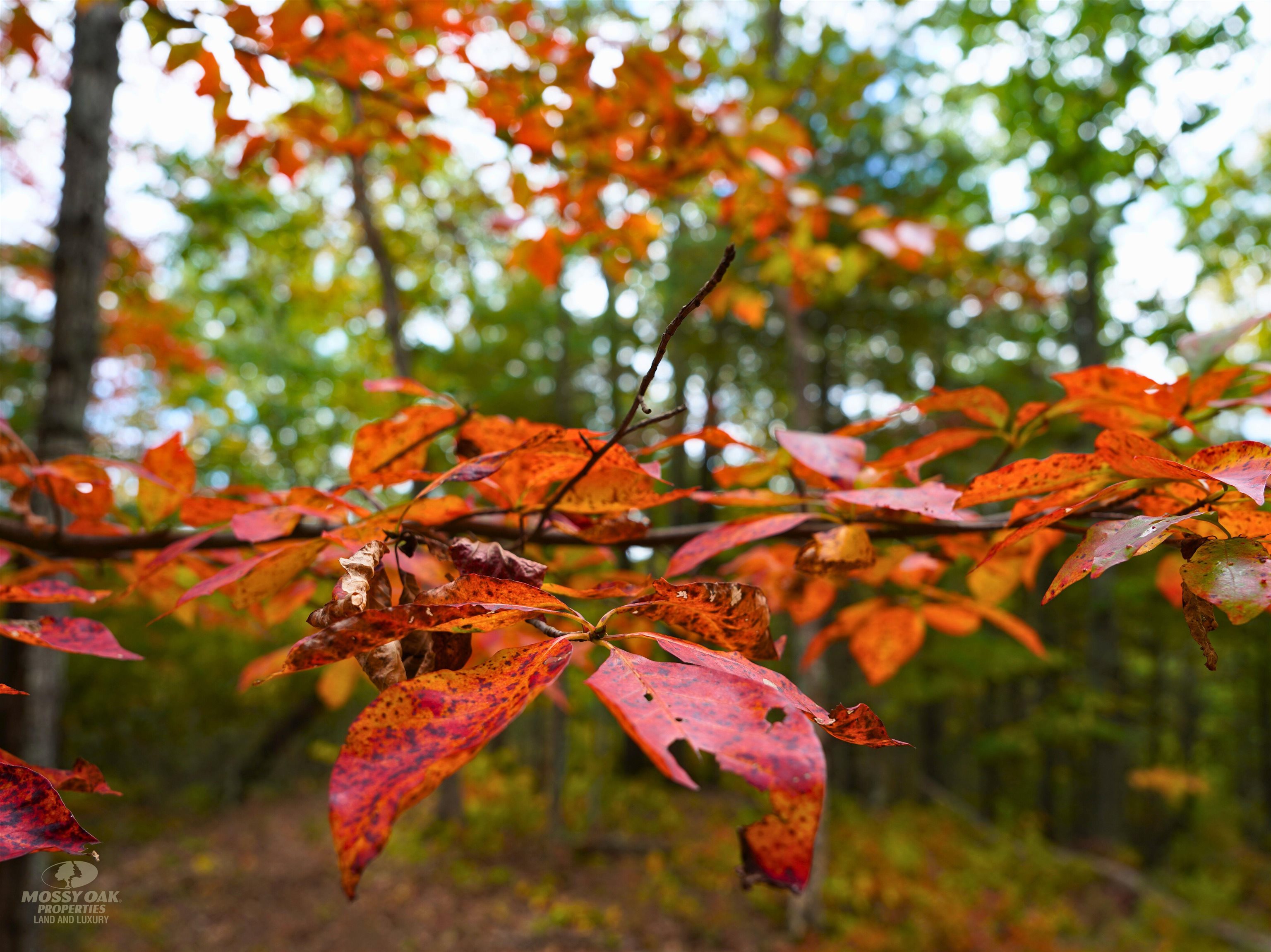 Tbd Dry Gulch Road Wytheville VA 24382