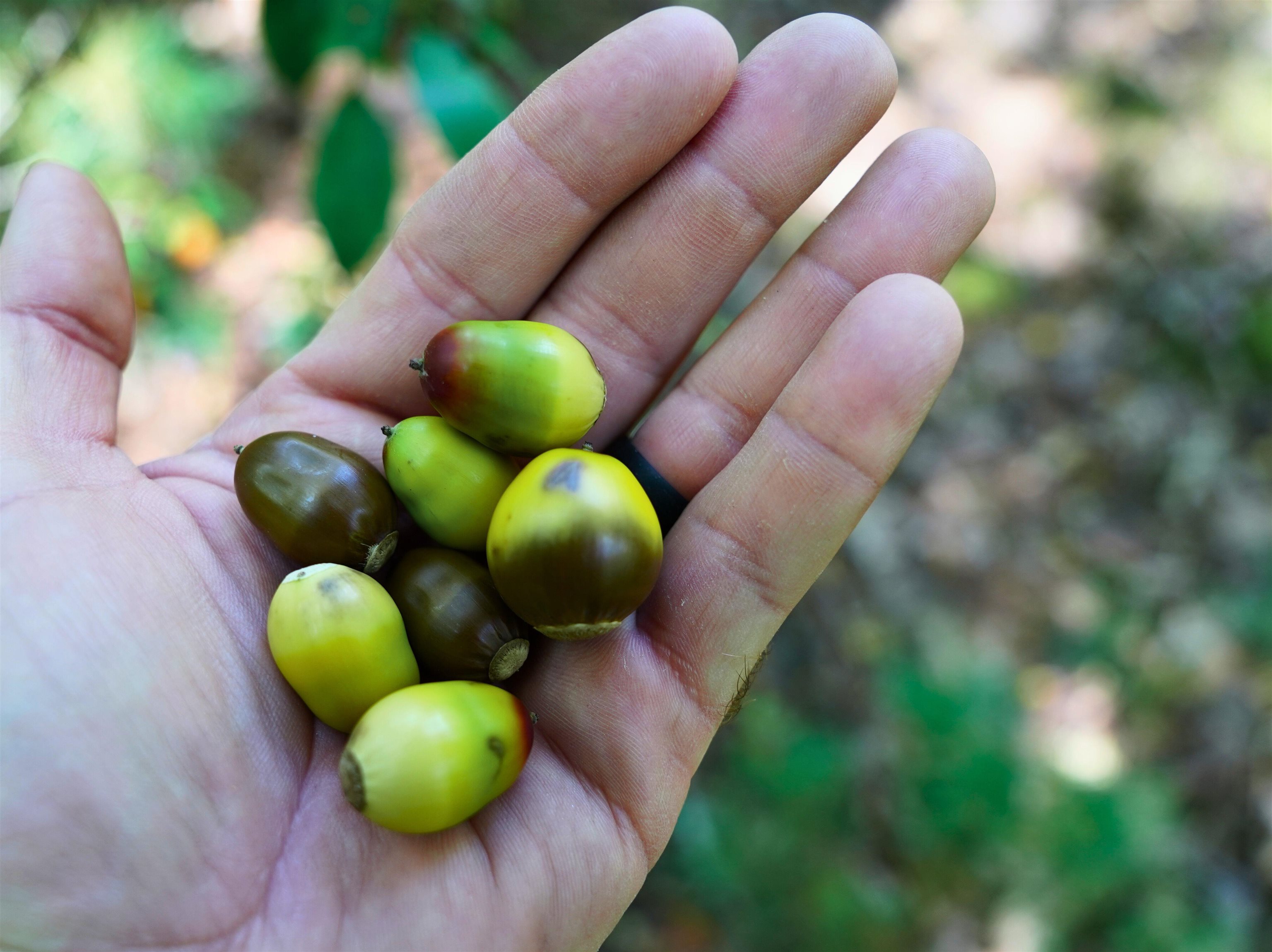 Tbd Dry Gulch Road Wytheville VA 24382