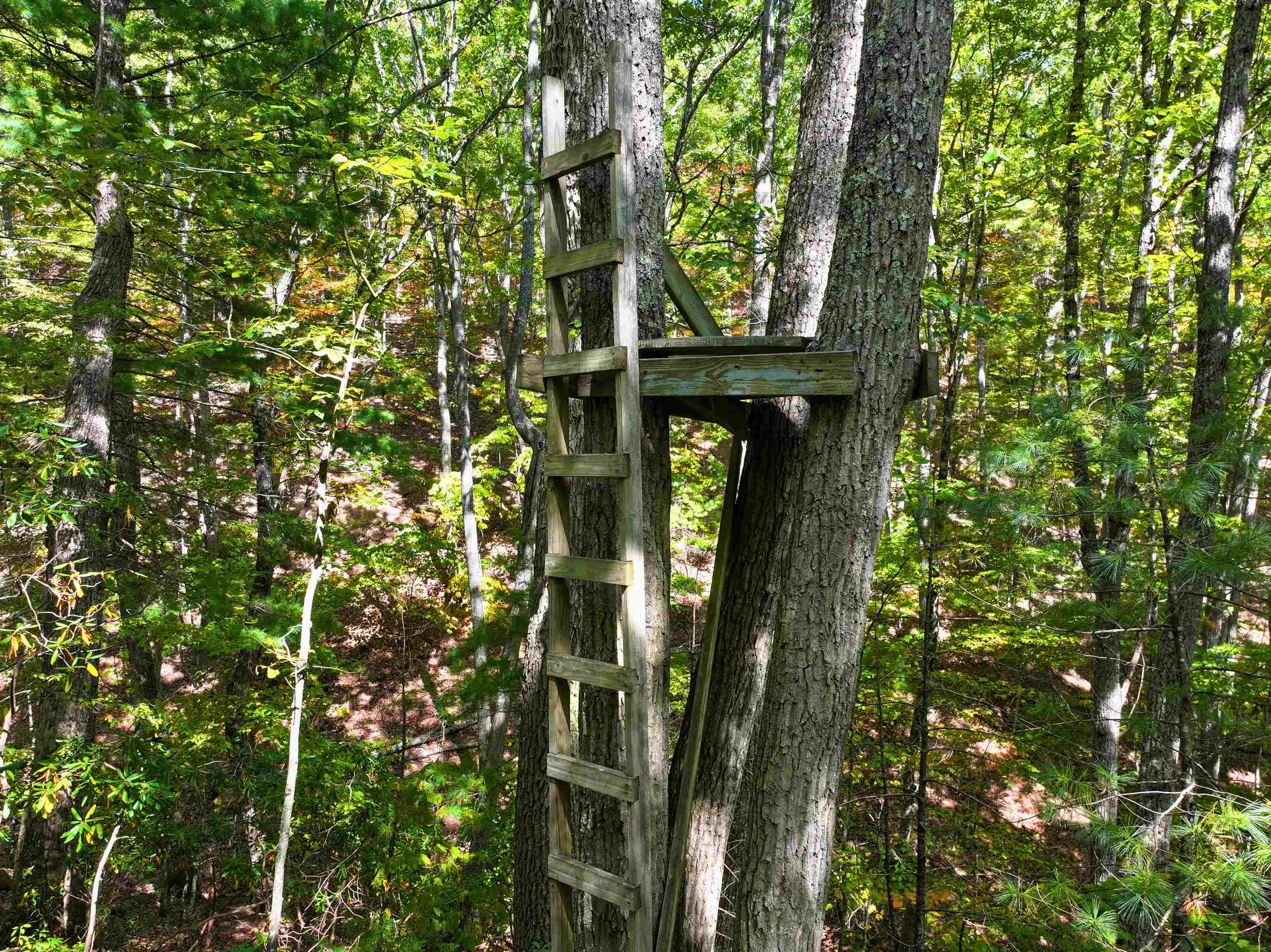 Tbd Dry Gulch Road Wytheville VA 24382