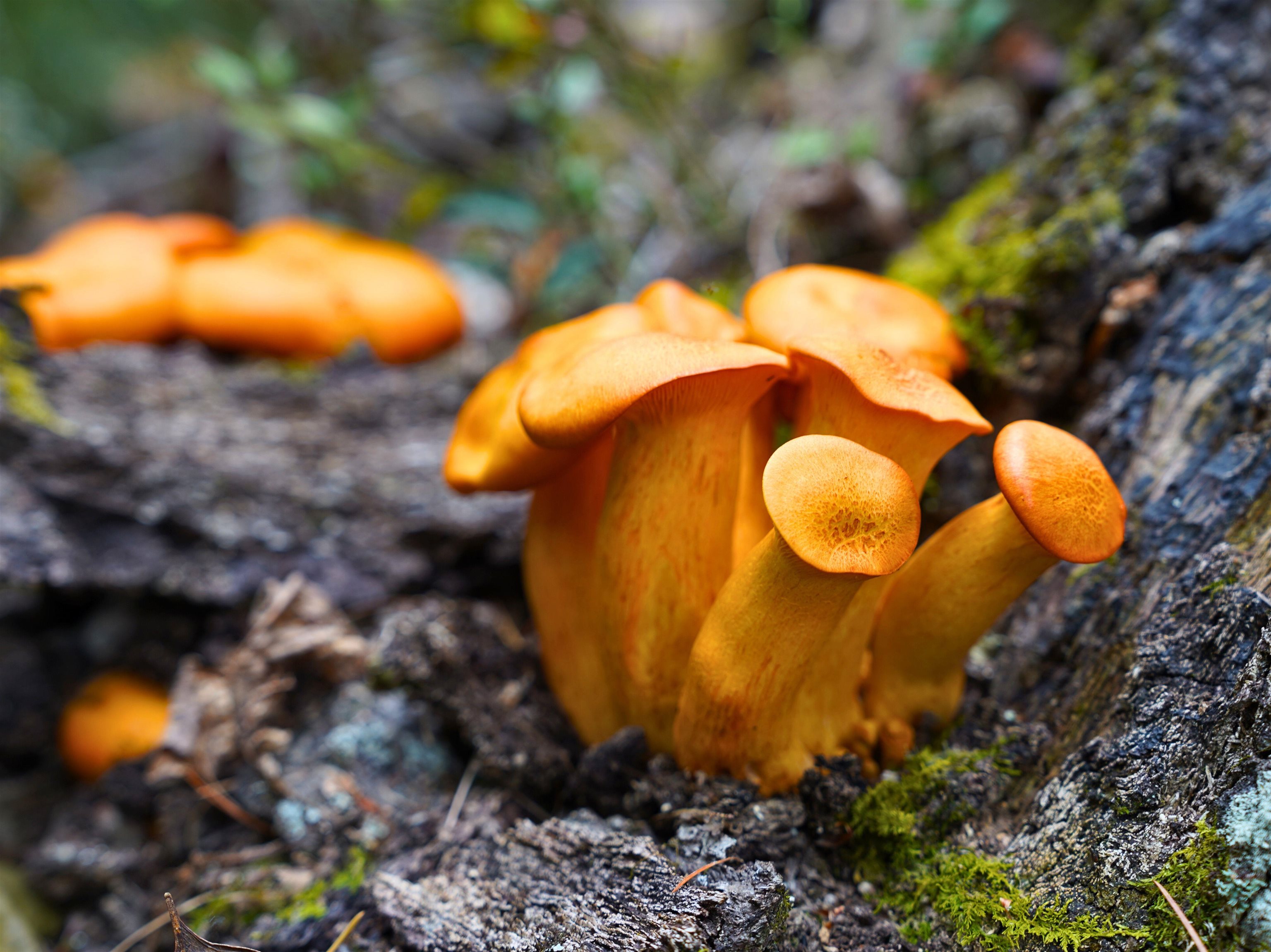 Tbd Dry Gulch Road Wytheville VA 24382