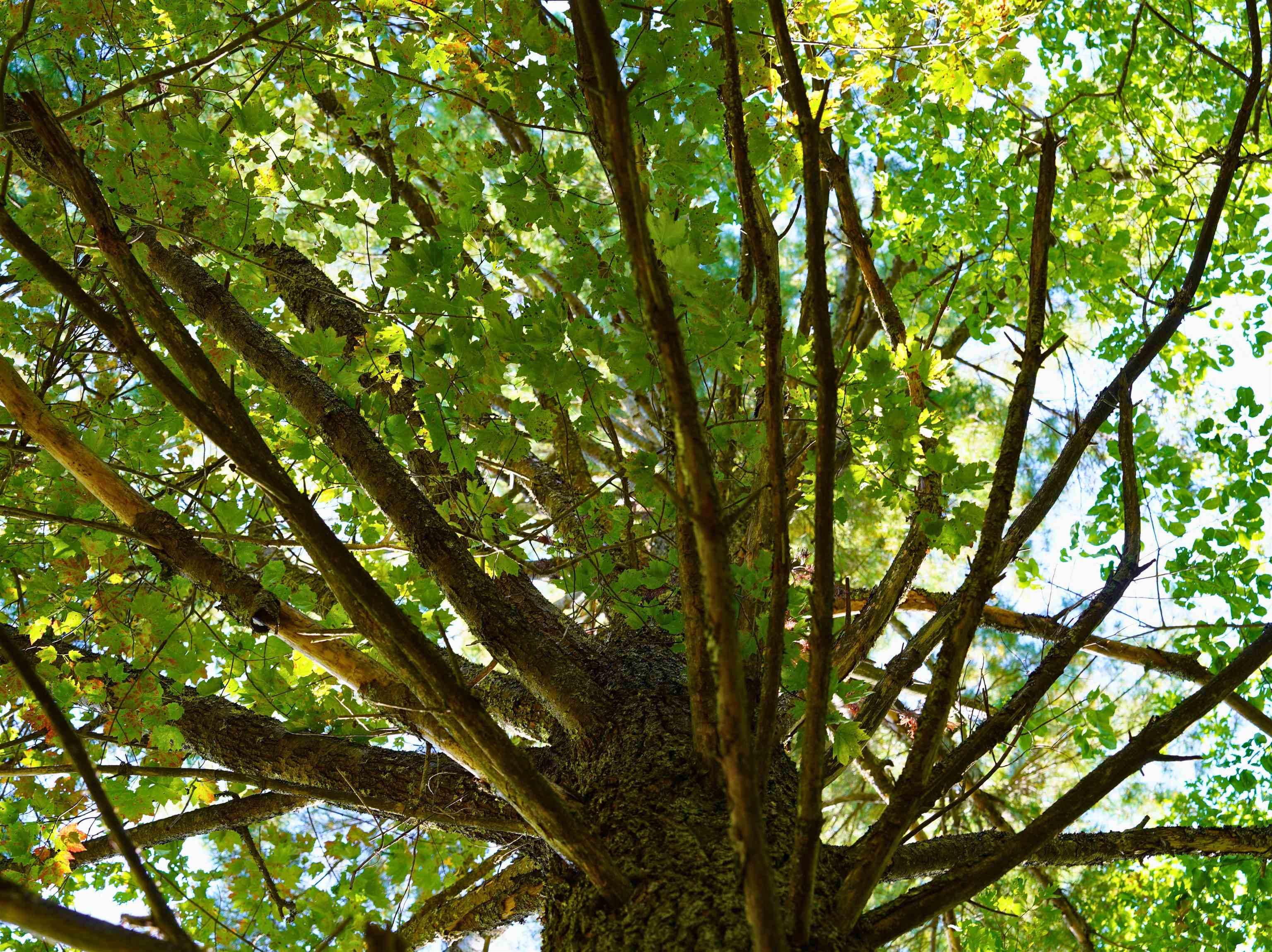 Tbd Dry Gulch Road Wytheville VA 24382