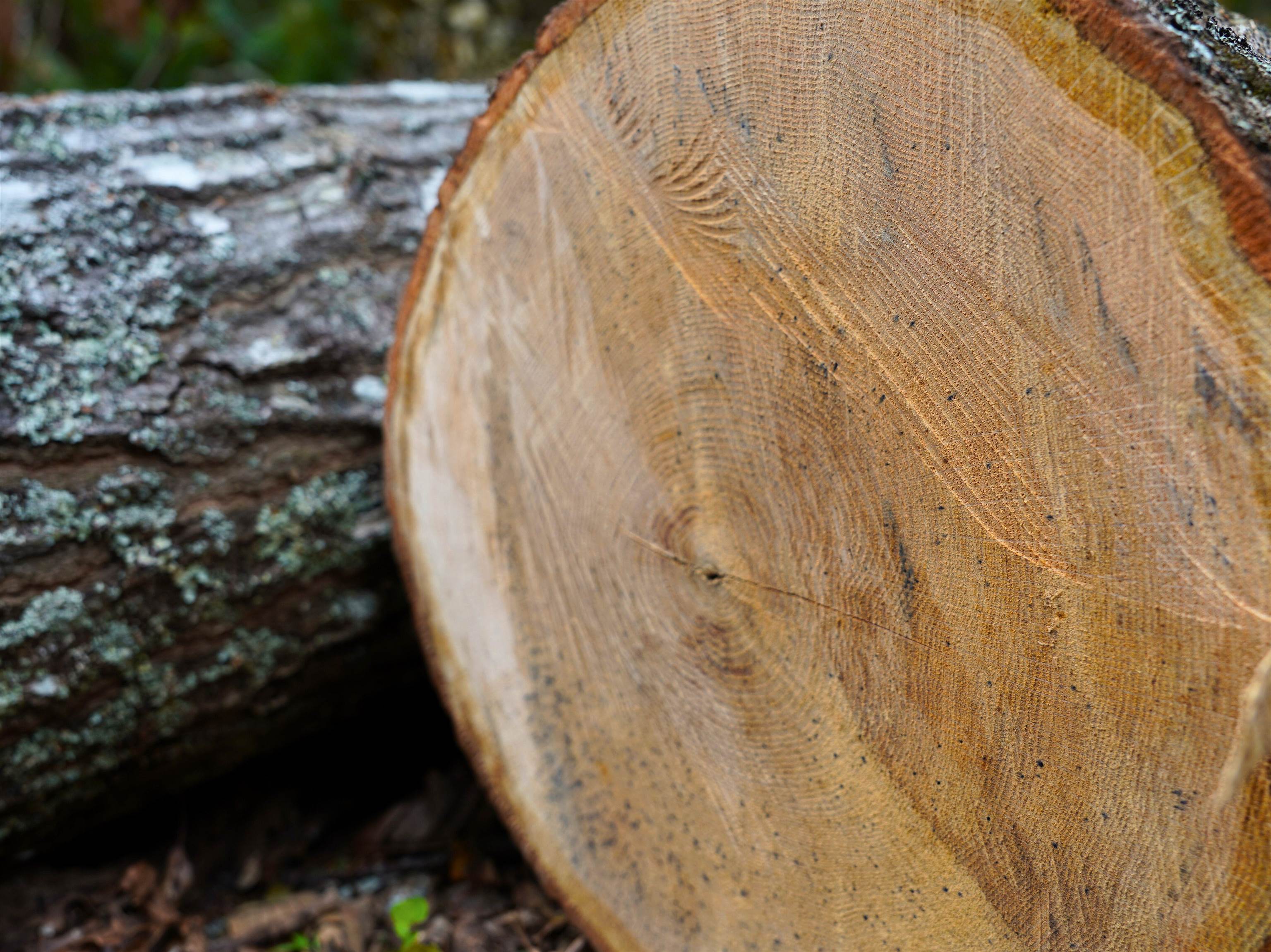 Tbd Dry Gulch Road Wytheville VA 24382