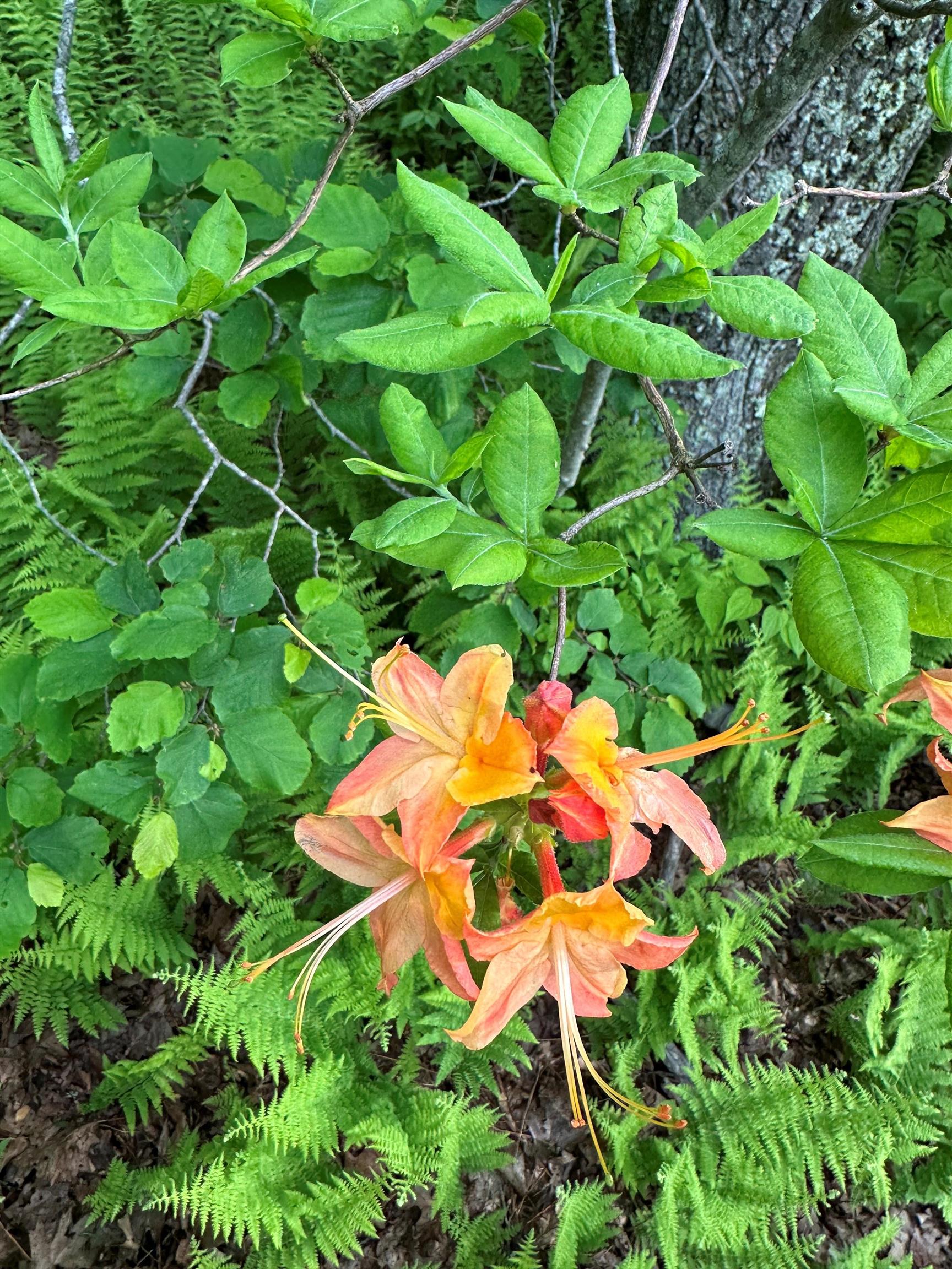 0 Honeysuckle Road Elliston VA 24087
