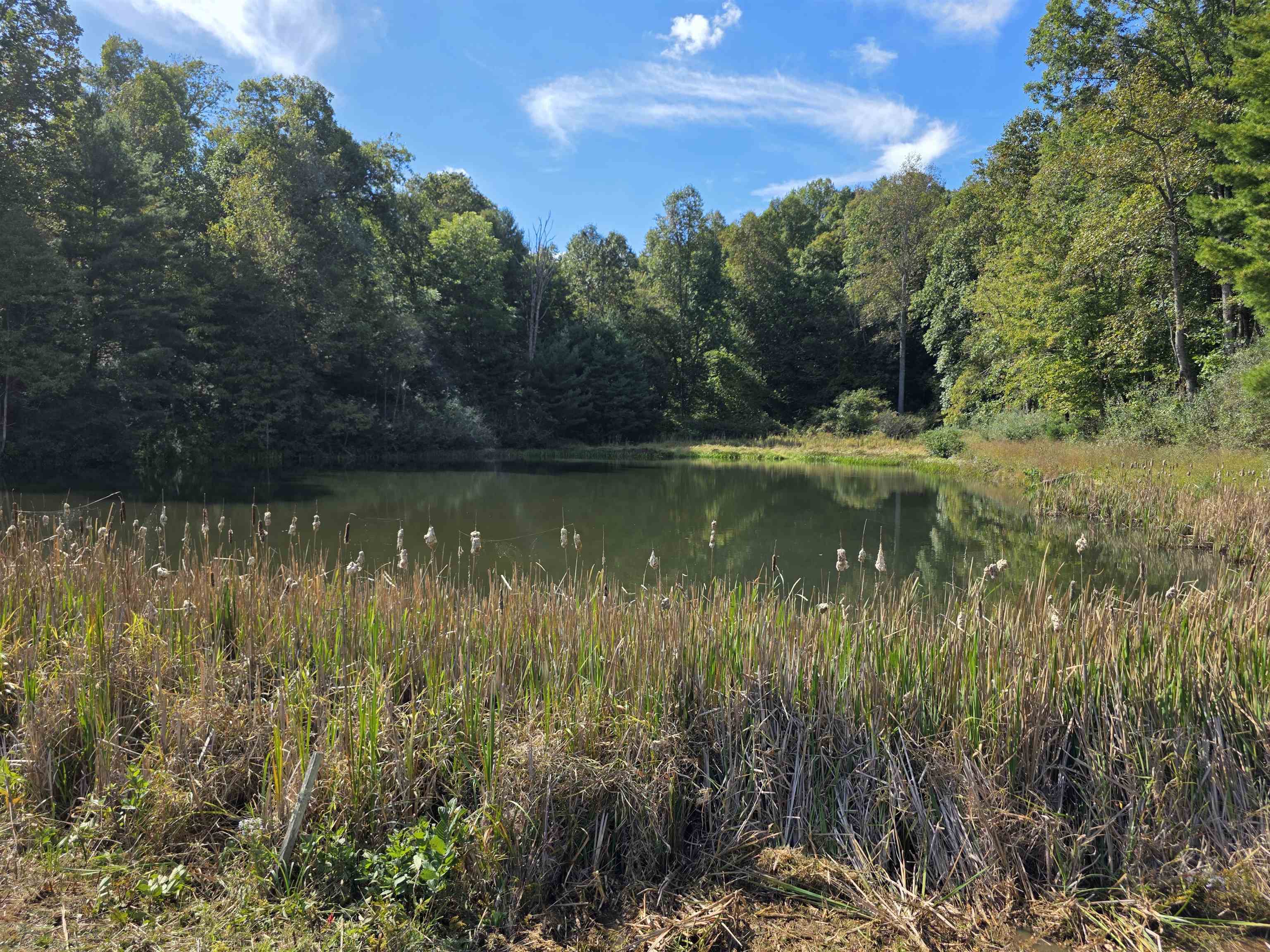 Tbd Ferney Creek Road Willis VA 24380
