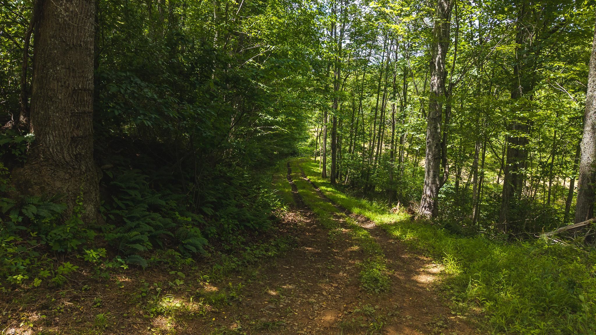 Tbd Ferney Creek Road Willis VA 24380
