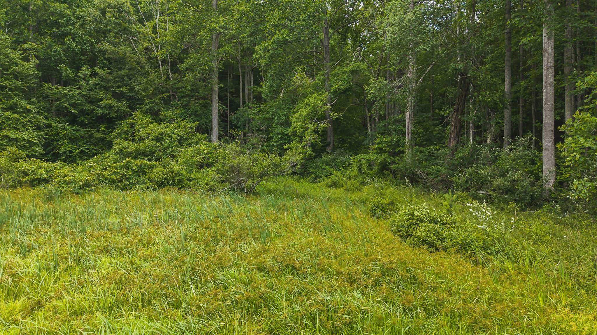 Tbd Ferney Creek Road Willis VA 24380