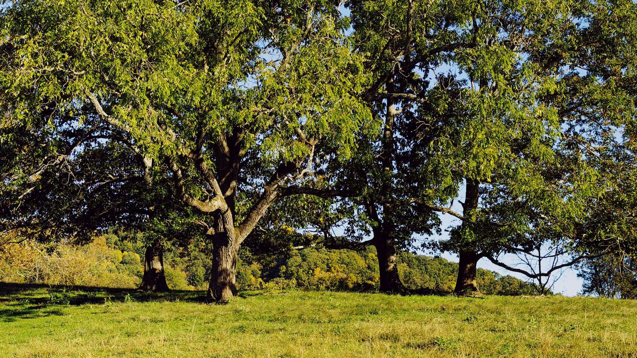 Lot 2 Watauga Road Abingdon VA 24211