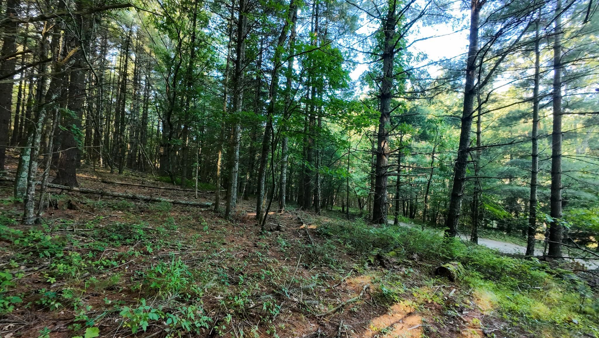 Tract 1 Merifield Road Willis VA 24380