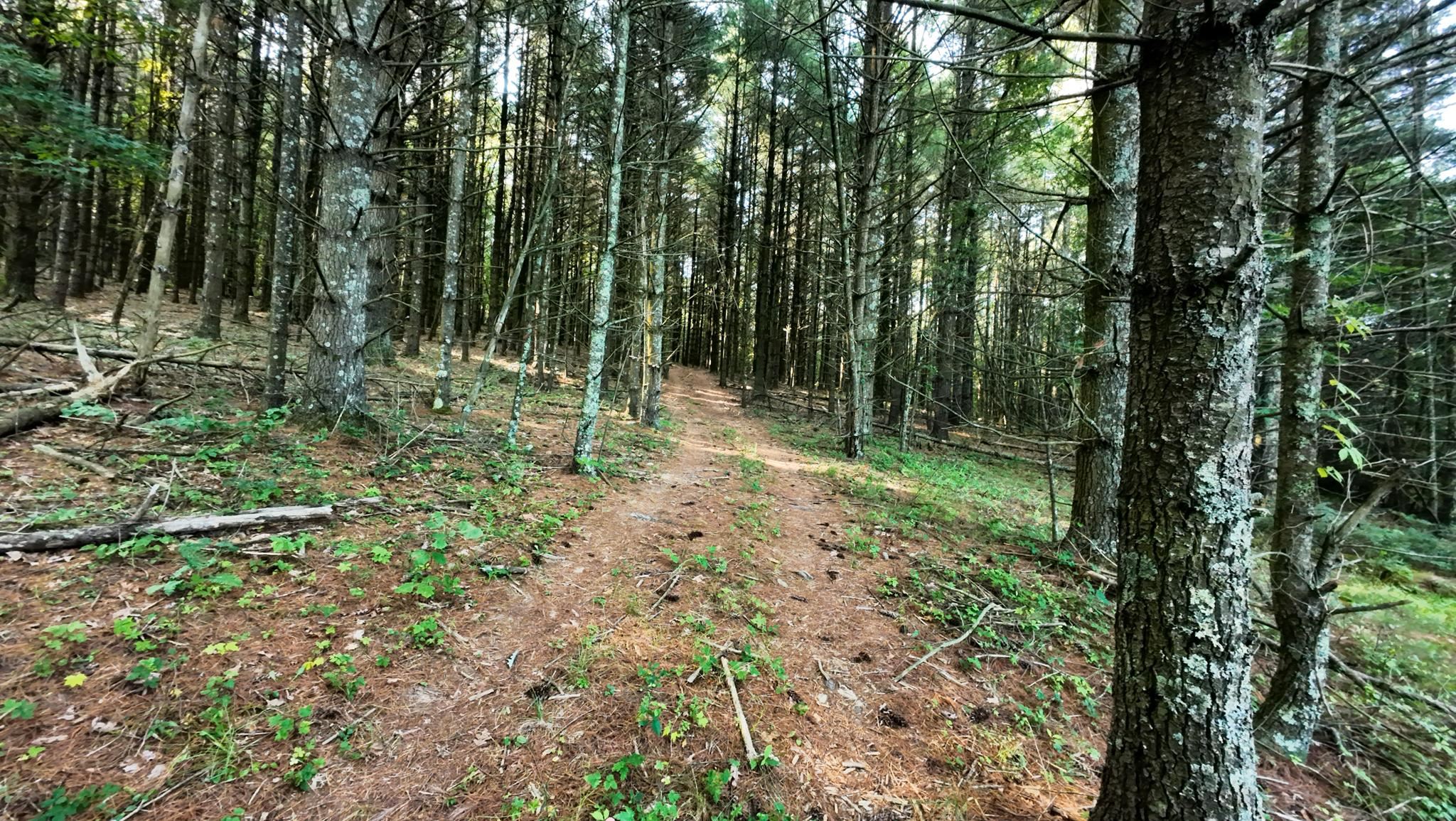 Tract 1 Merifield Road Willis VA 24380