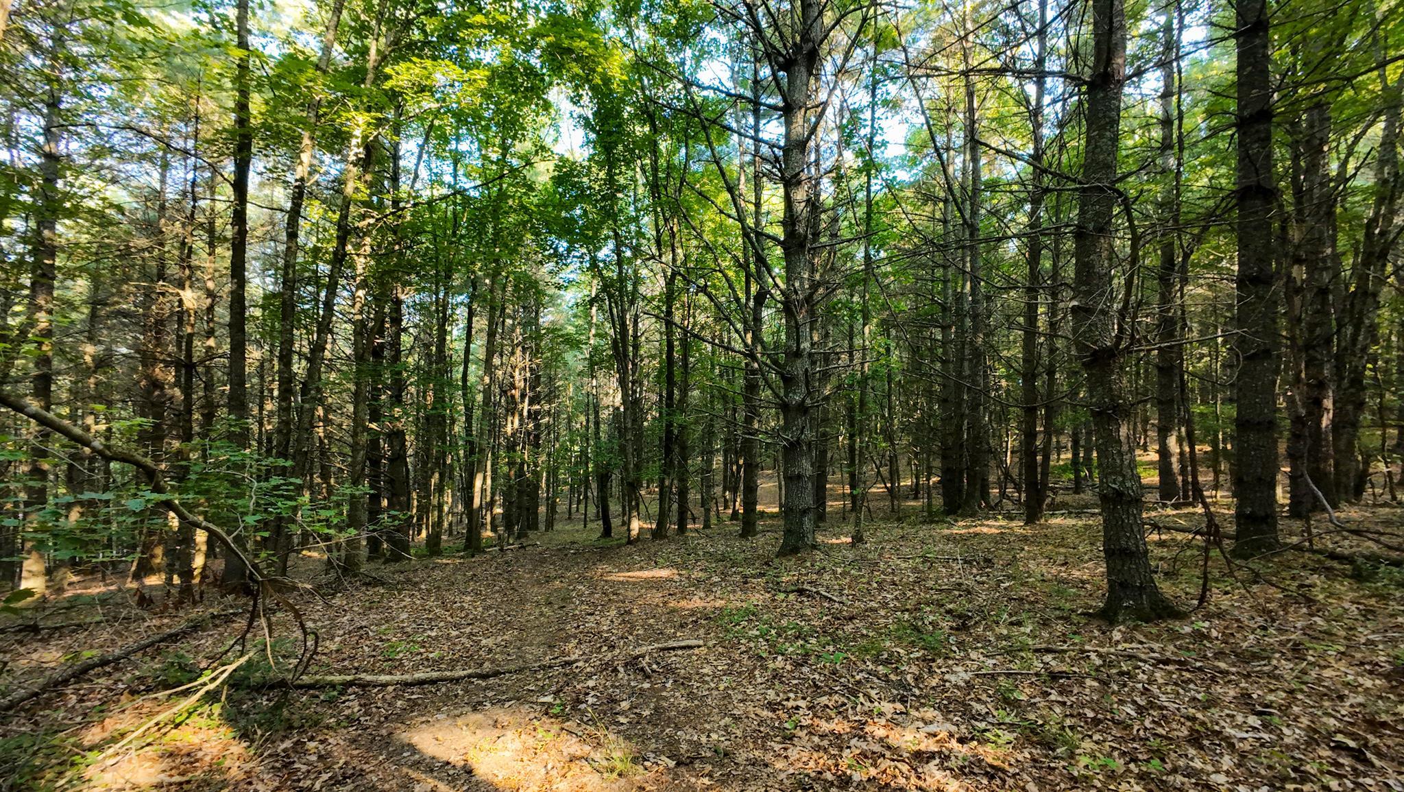 Tract 1 Merifield Road Willis VA 24380