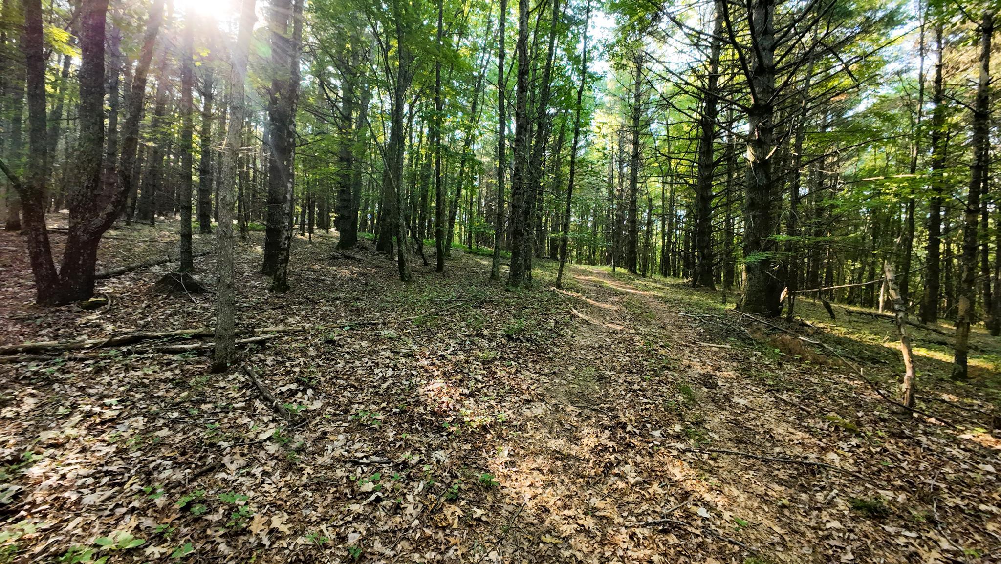 Tract 1 Merifield Road Willis VA 24380