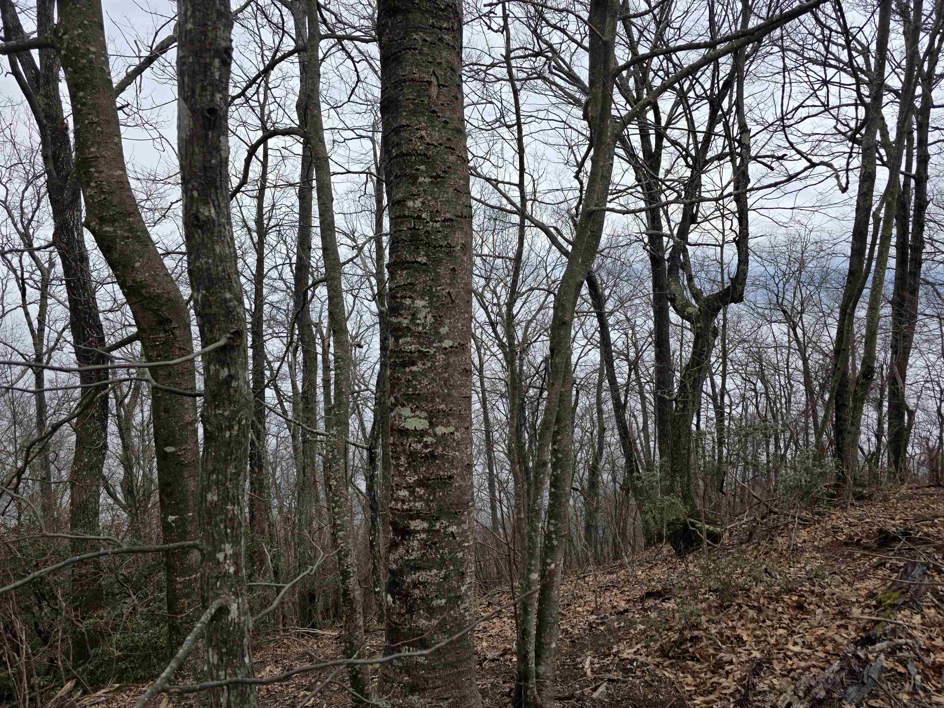 Lot 8 Edgeview Drive Meadows Of Dan VA 24120