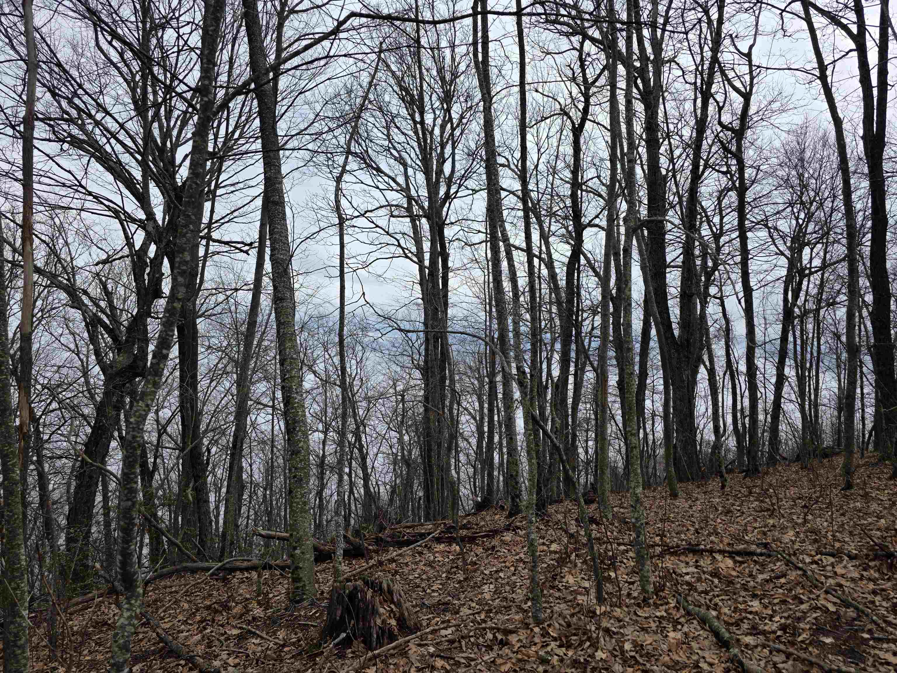 Lot 8 Edgeview Drive Meadows Of Dan VA 24120