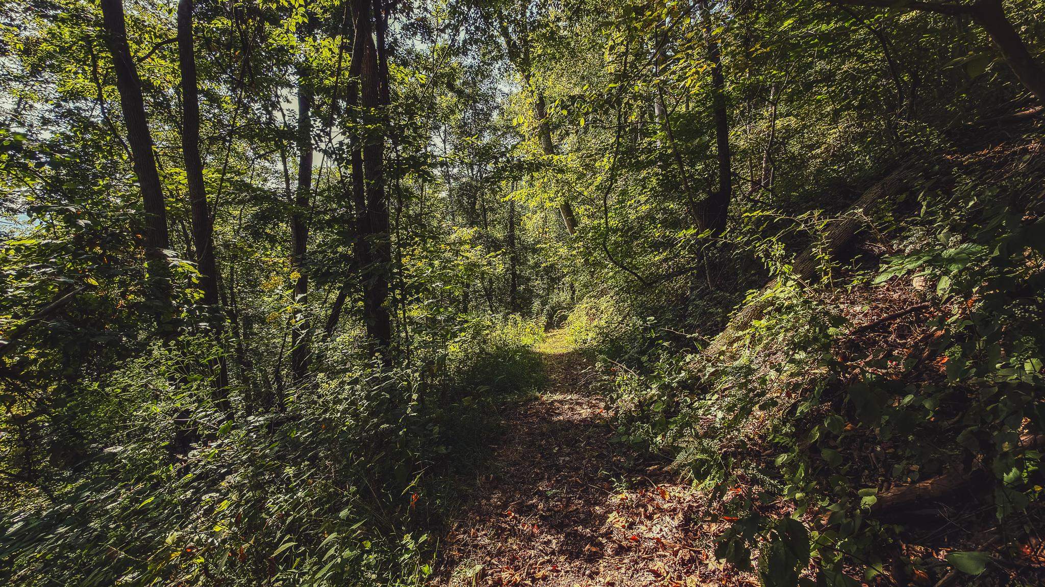Tbd Georges Run Road Shawsville VA 24162