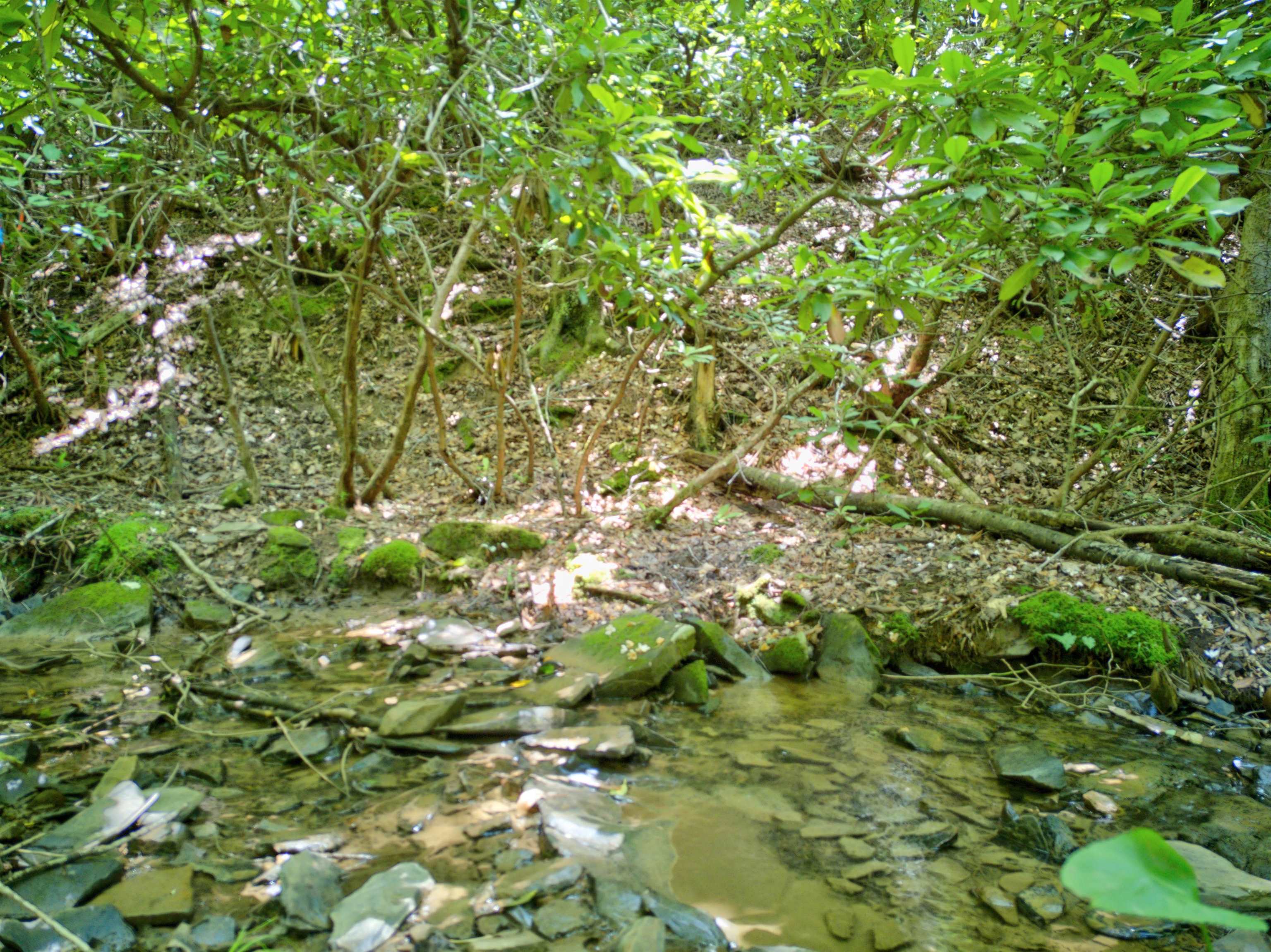 102 Mossy Oak Lane Bland VA 24315